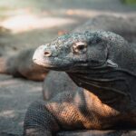 komodo dragon (2)